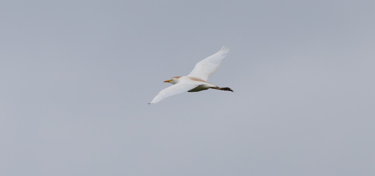 Western Cattle Egret - ML620184367