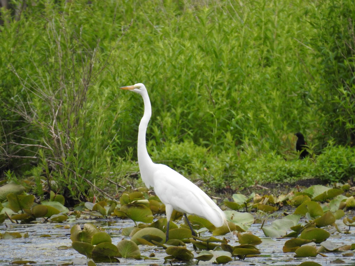 Great Egret - ML620184373