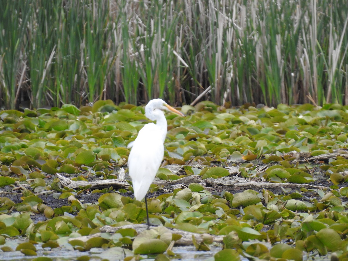 Great Egret - ML620184374