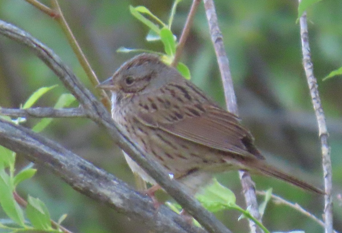 Lincoln's Sparrow - ML620184375