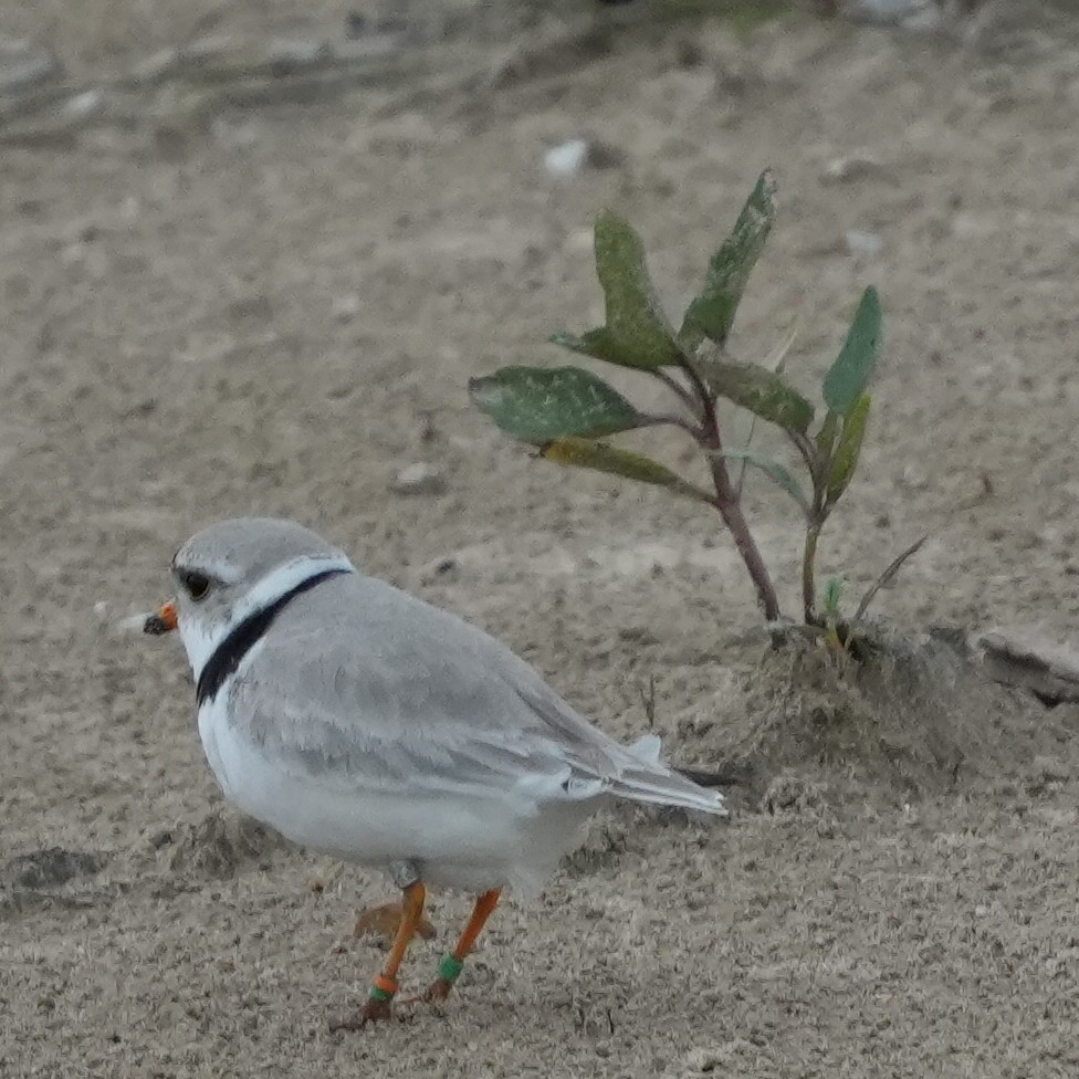 Piping Plover - ML620184383