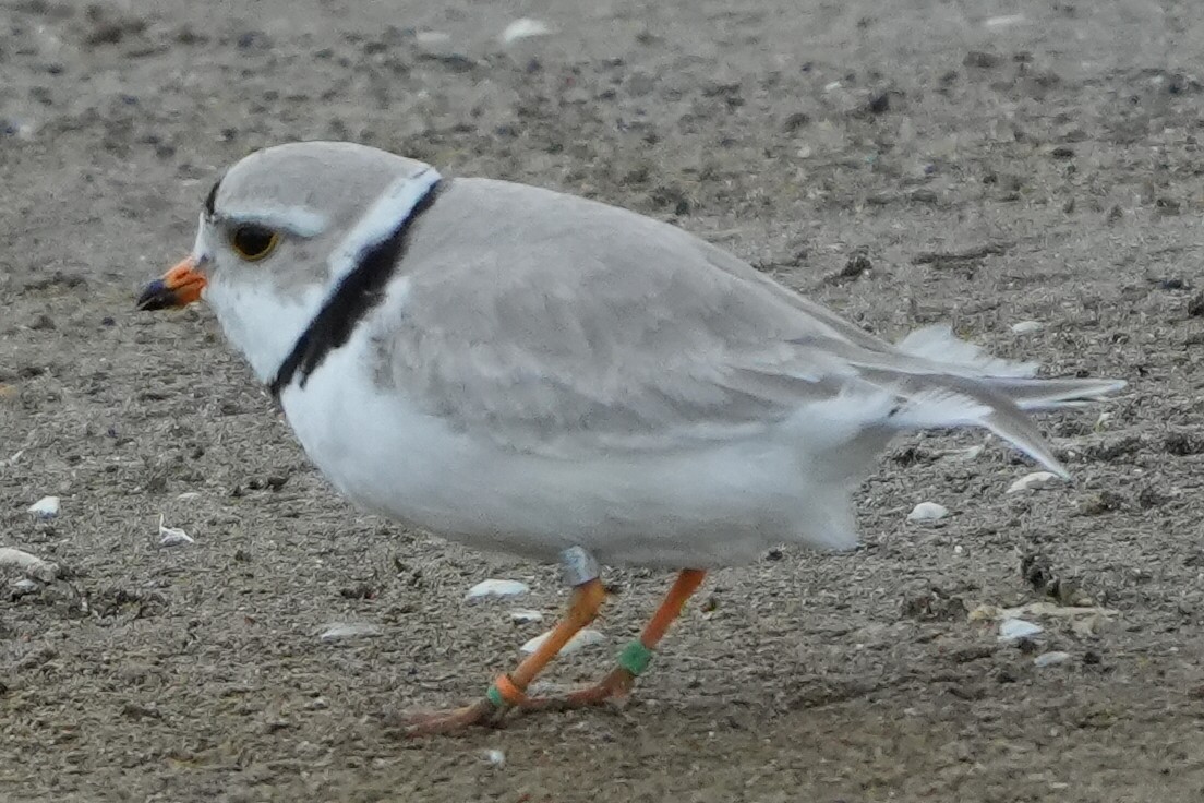 Piping Plover - ML620184384