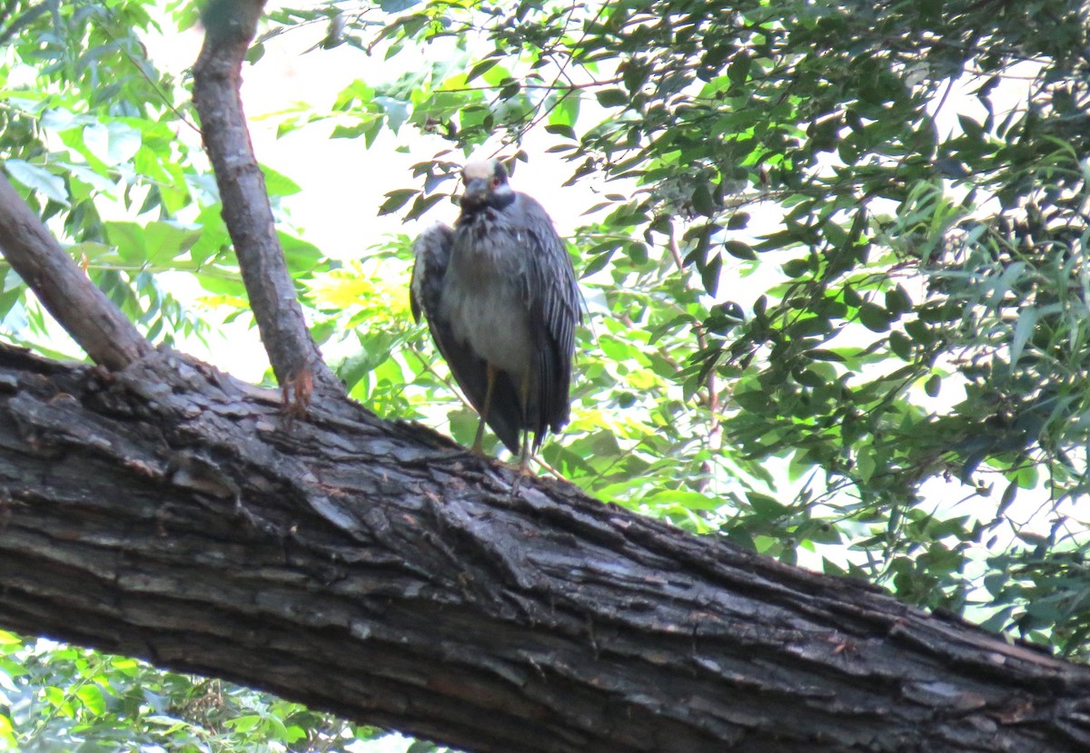 Yellow-crowned Night Heron - ML620184391