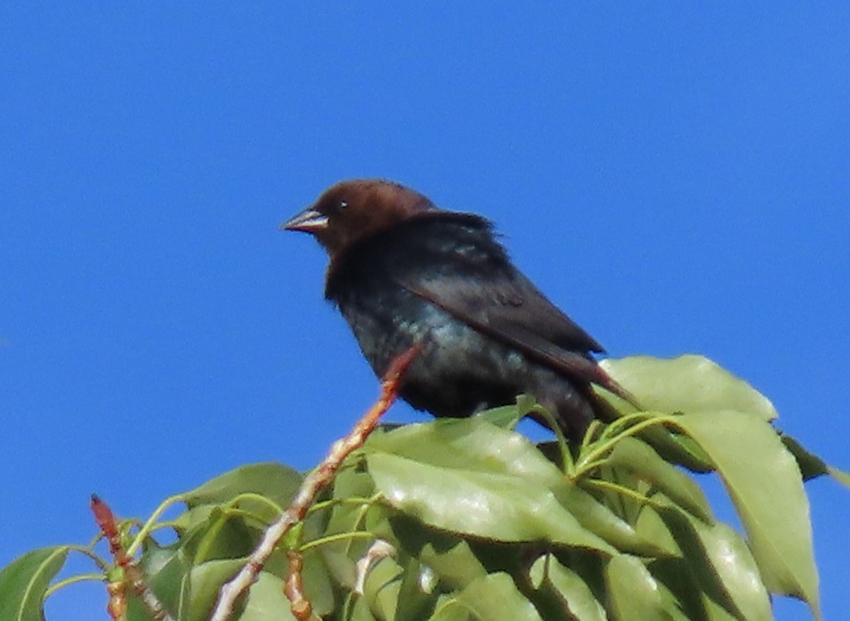 Brown-headed Cowbird - ML620184393