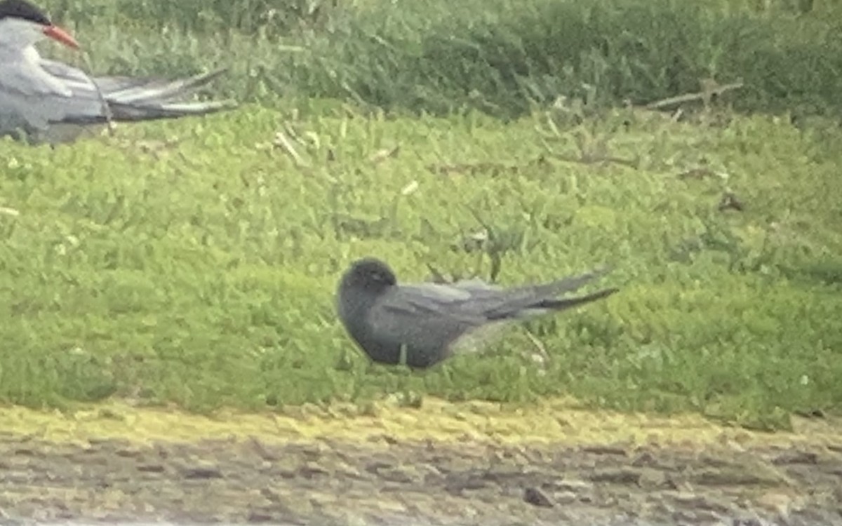 Black Tern - ML620184394