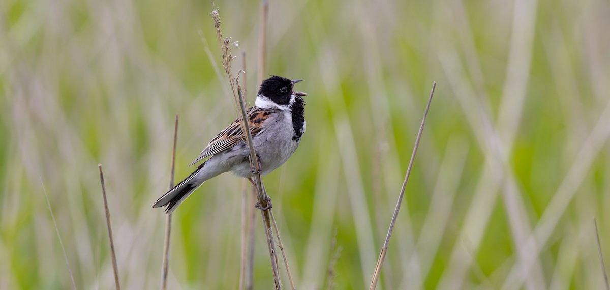 Reed Bunting - ML620184399