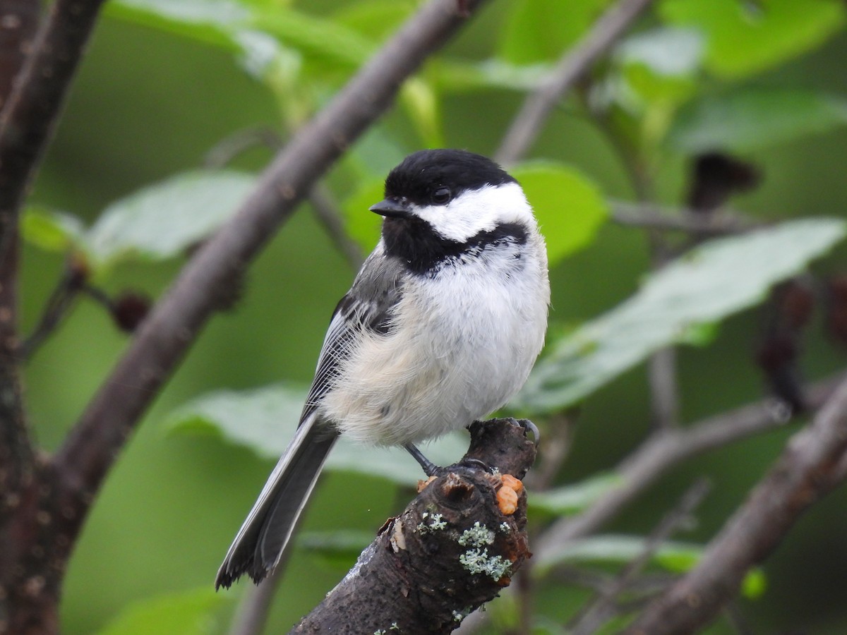 Black-capped Chickadee - ML620184401