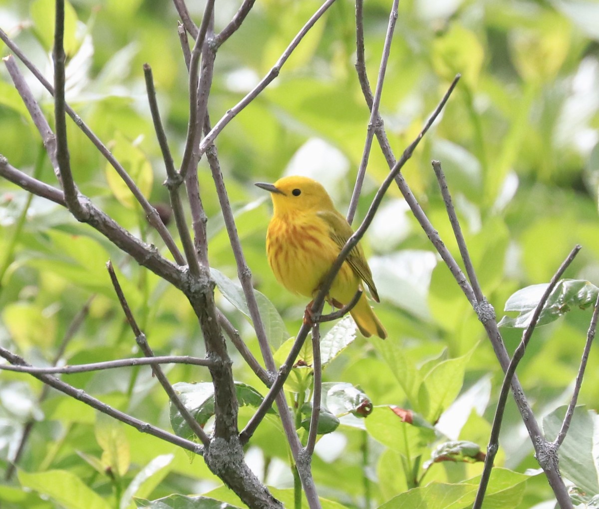 Yellow Warbler - ML620184403