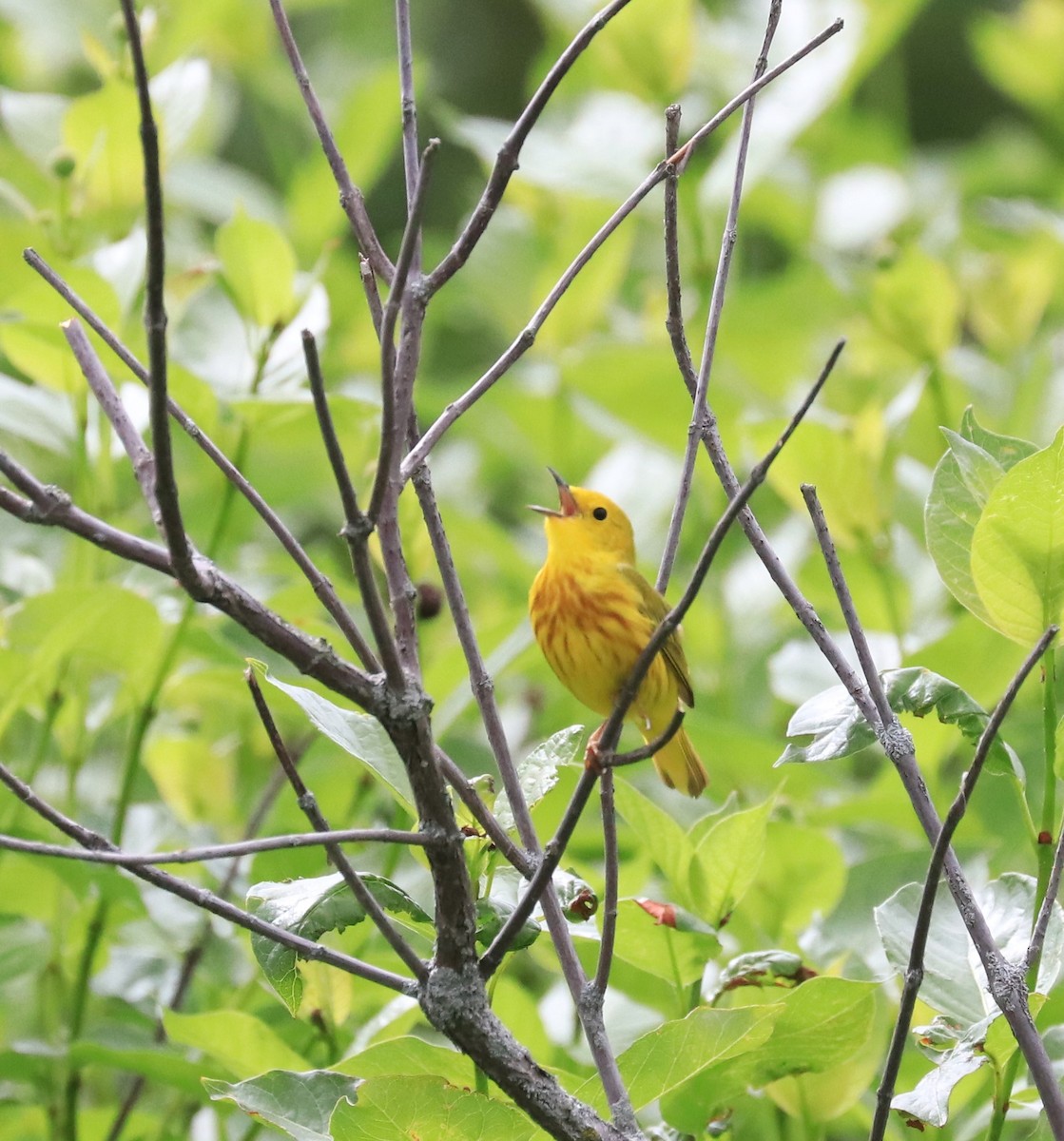 Yellow Warbler - ML620184404