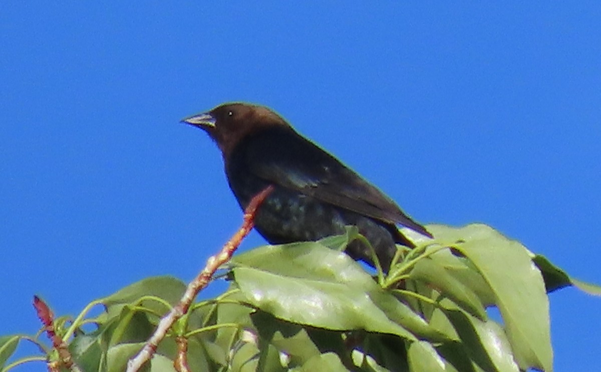 Brown-headed Cowbird - ML620184410