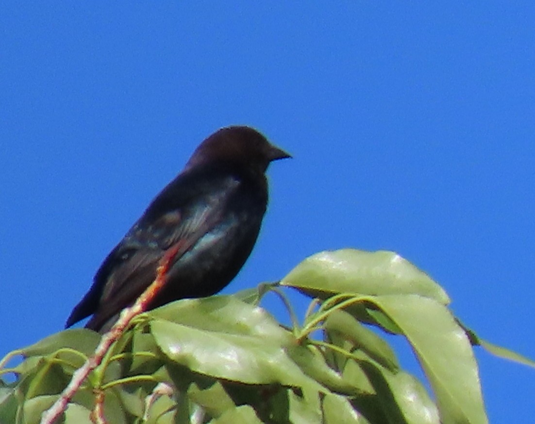 Brown-headed Cowbird - ML620184412