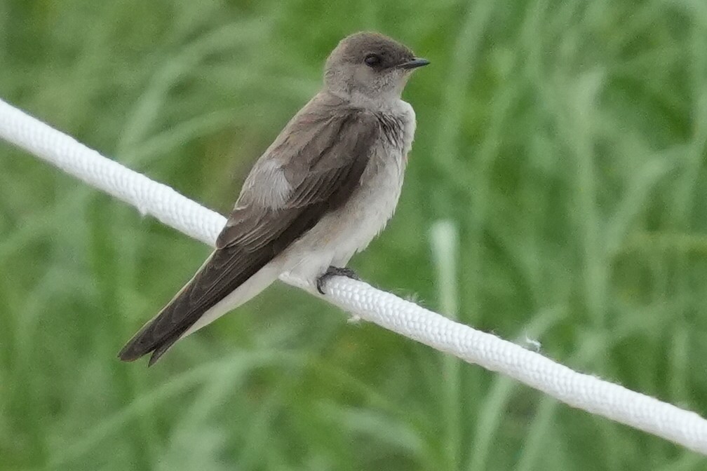Northern Rough-winged Swallow - ML620184415