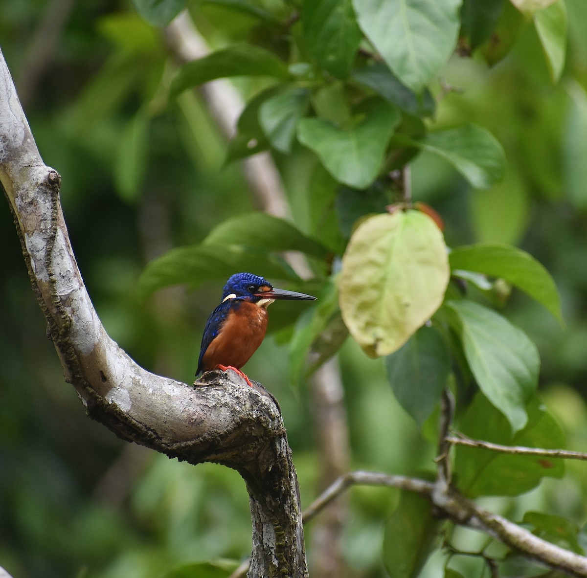 Blue-eared Kingfisher - ML620184427