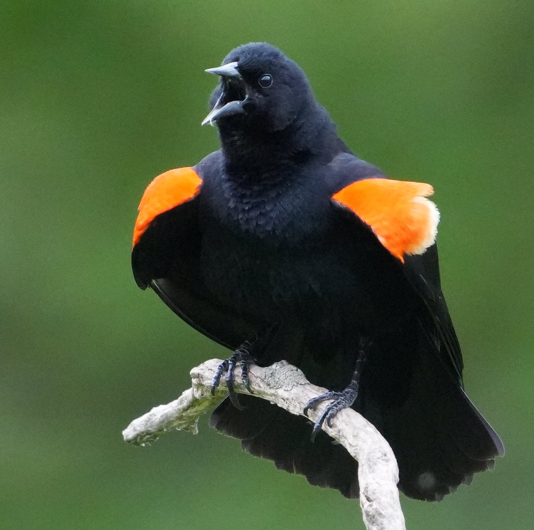 Red-winged Blackbird - ML620184428