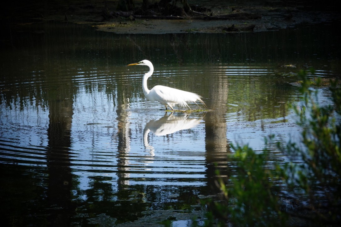 Great Egret - ML620184434