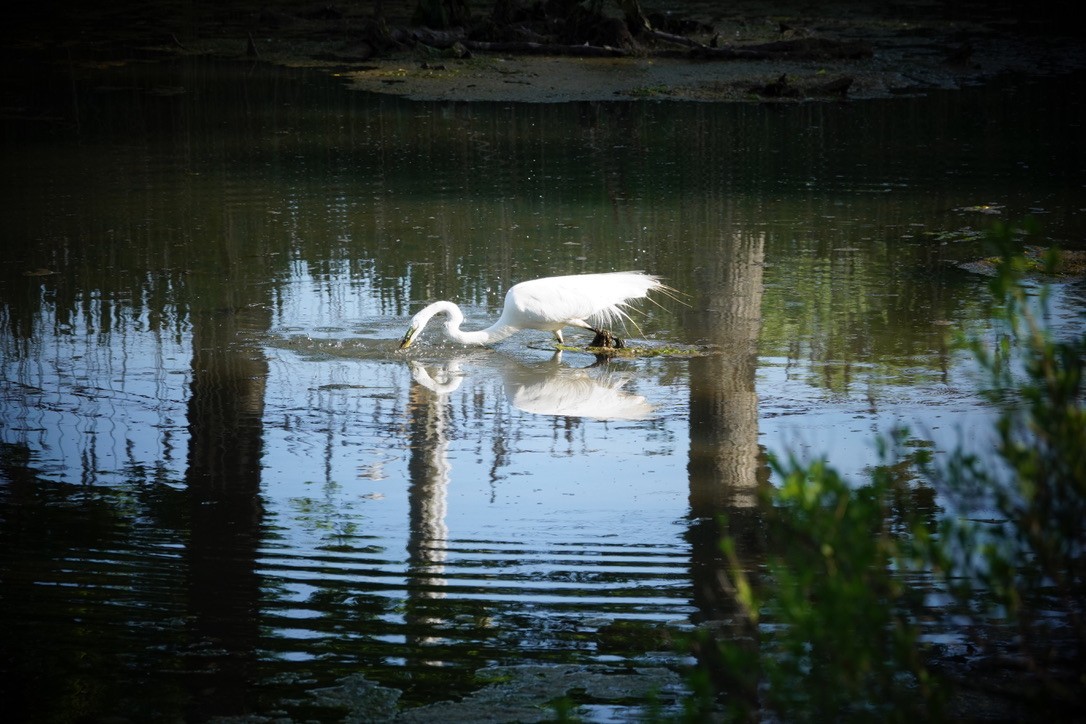 Great Egret - Anonymous