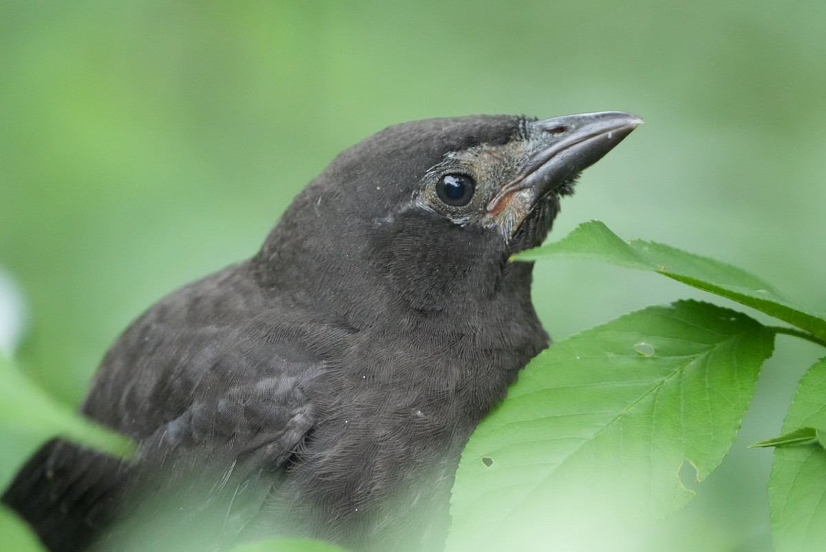 Common Grackle - ML620184441