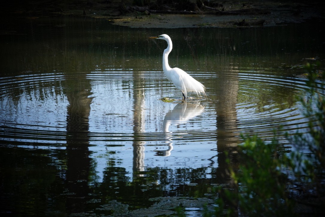 Great Egret - ML620184444