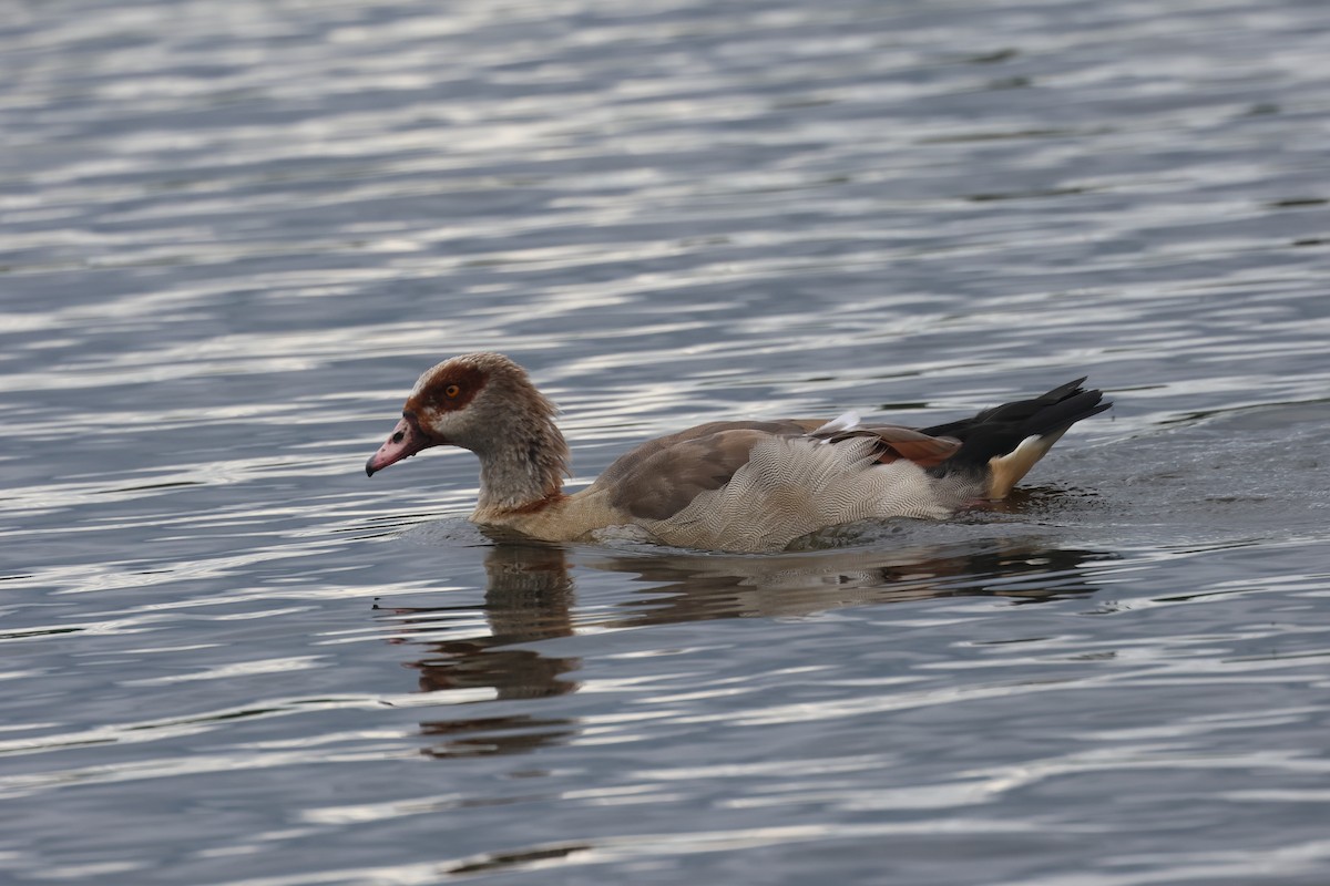 Egyptian Goose - Alan Bird