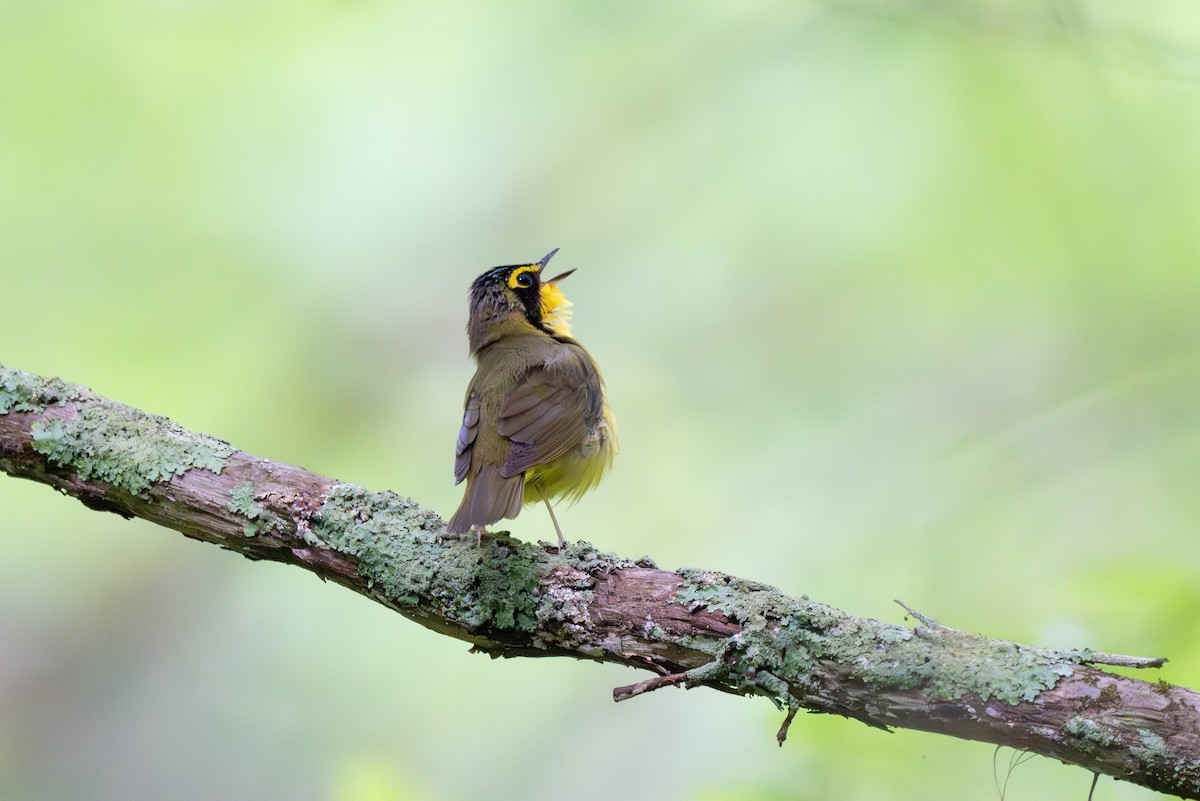 Kentucky Warbler - ML620184457