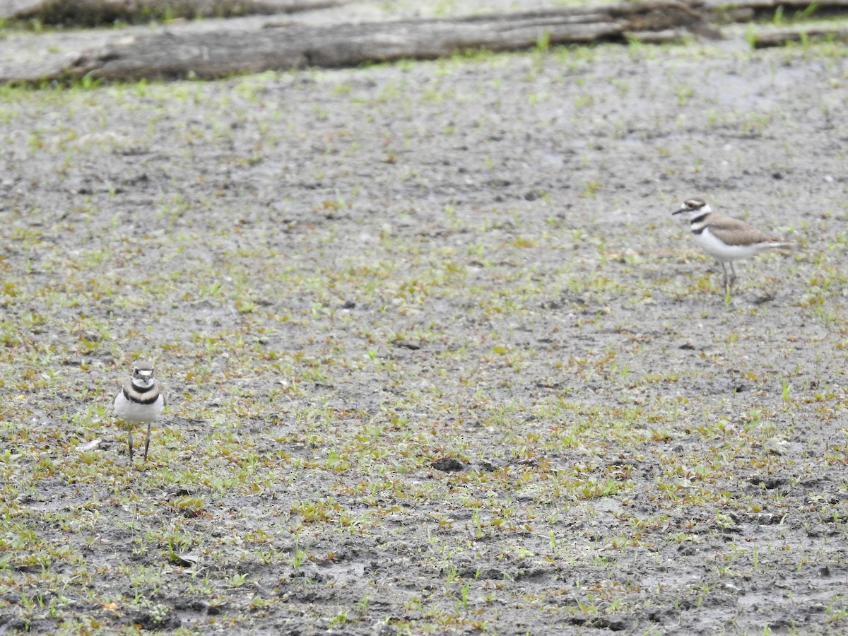 Killdeer - ML620184462