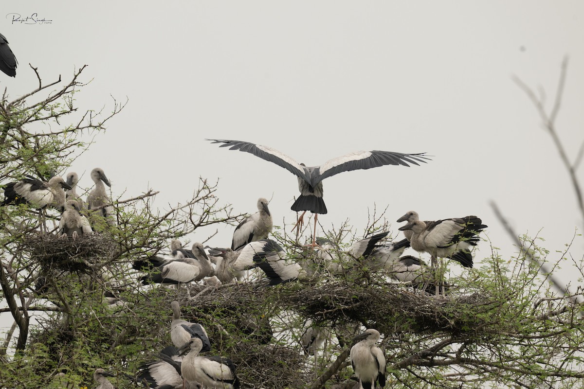 Asian Openbill - ML620184472