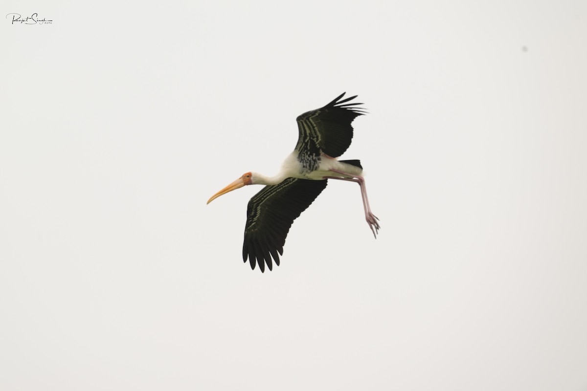 Painted Stork - ML620184476