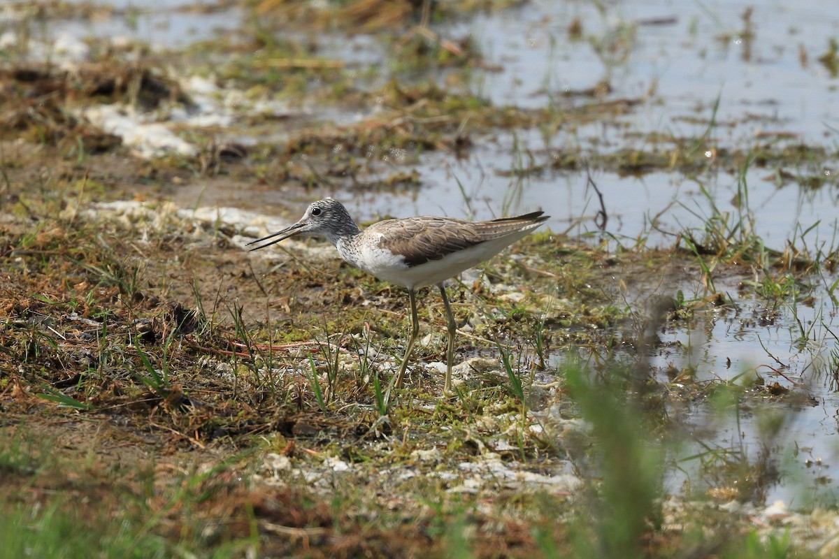 ביצנית ירוקת-רגל - ML620184483