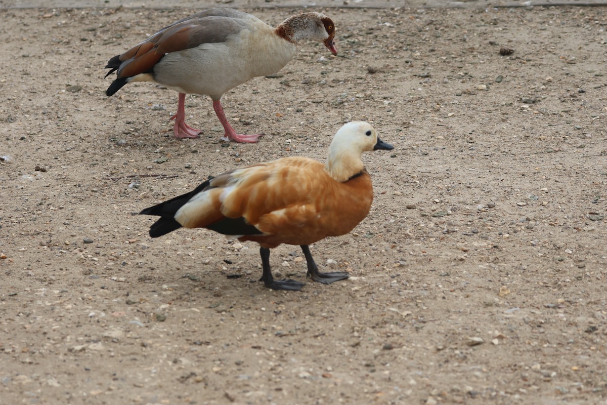 Ruddy Shelduck - ML620184487