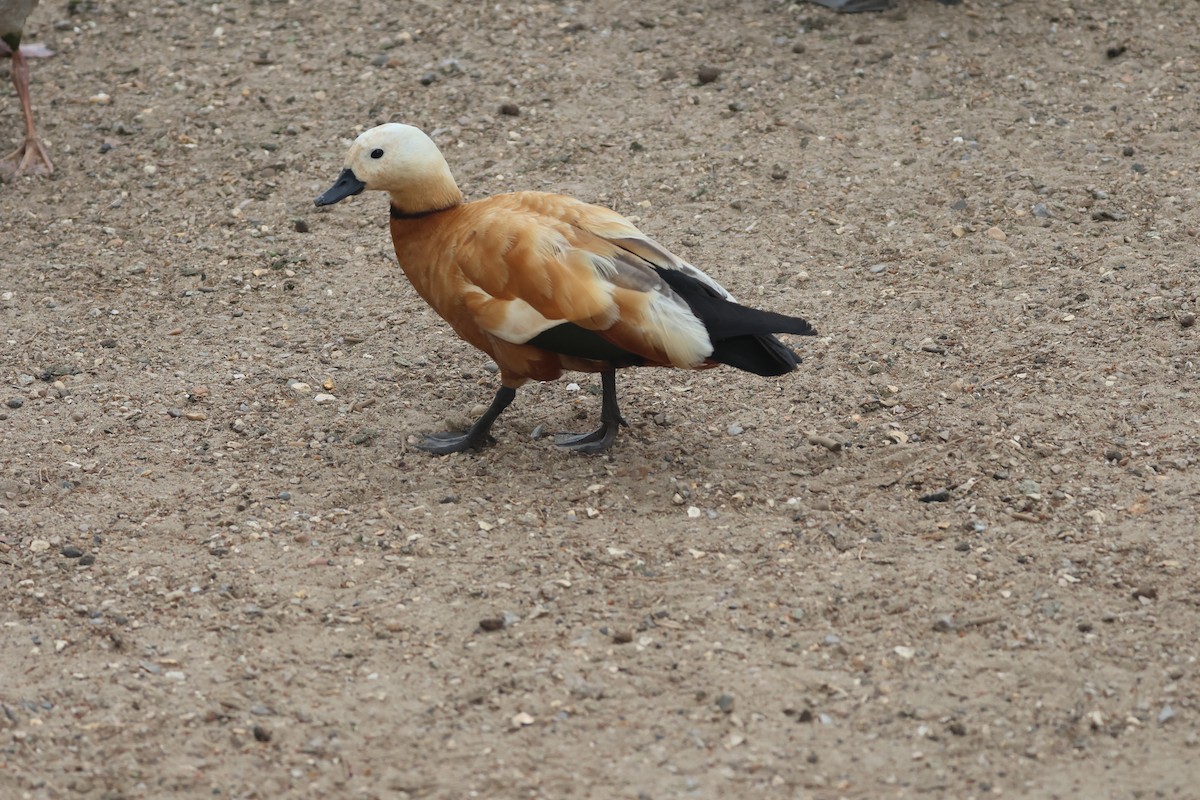 Ruddy Shelduck - ML620184490