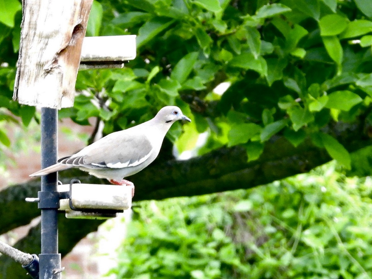 White-winged Dove - ML620184498