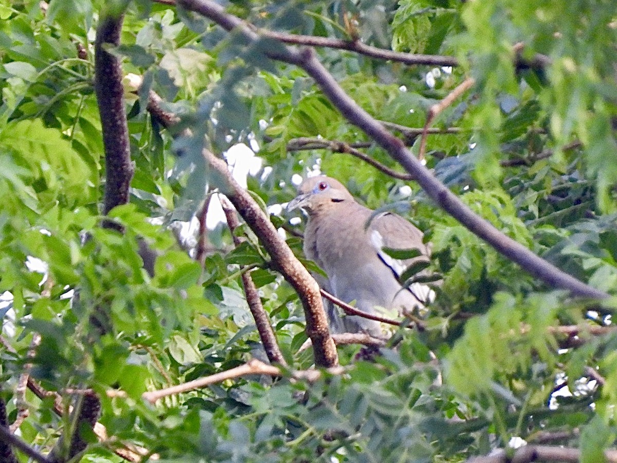 White-winged Dove - ML620184499