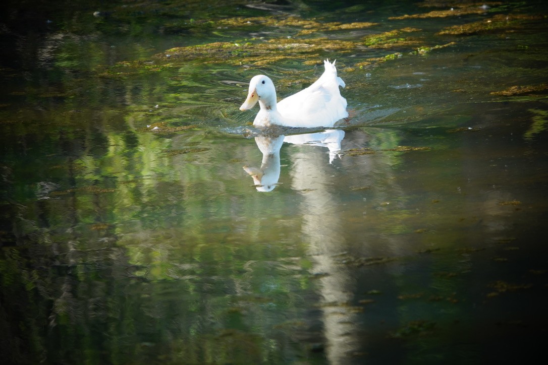 anatidé sp. (canard sp.) - ML620184512