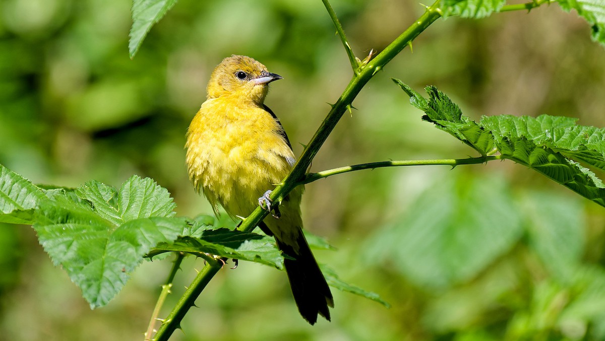 Orchard Oriole - ML620184515