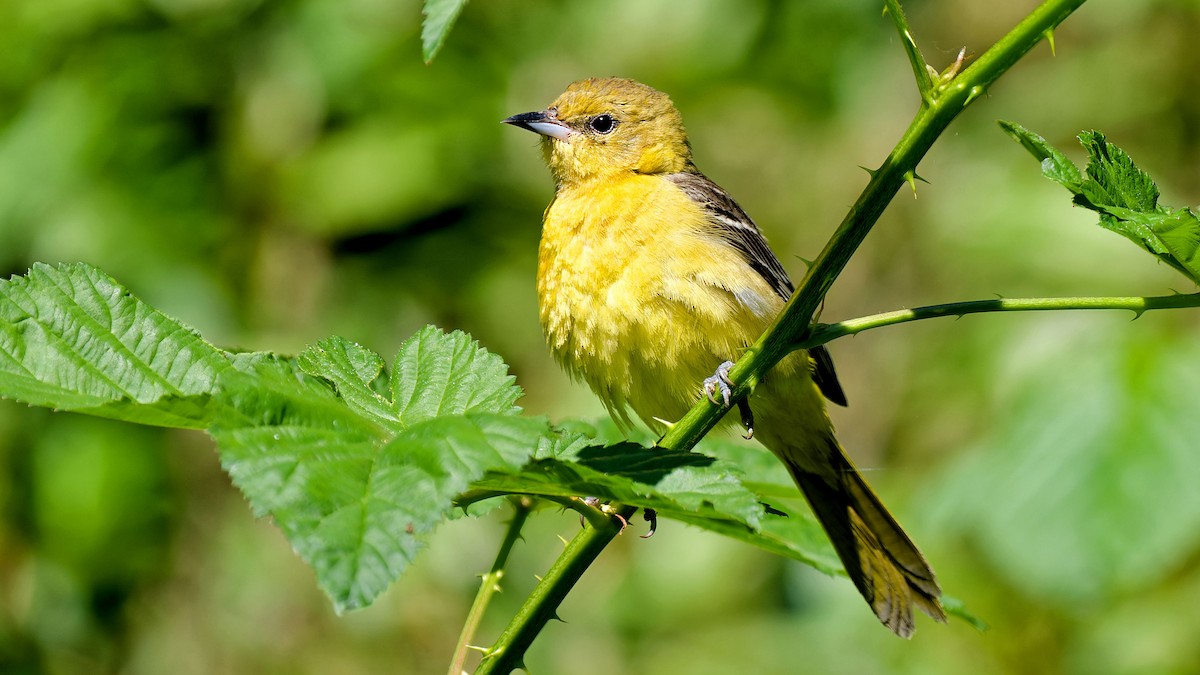 Orchard Oriole - ML620184516