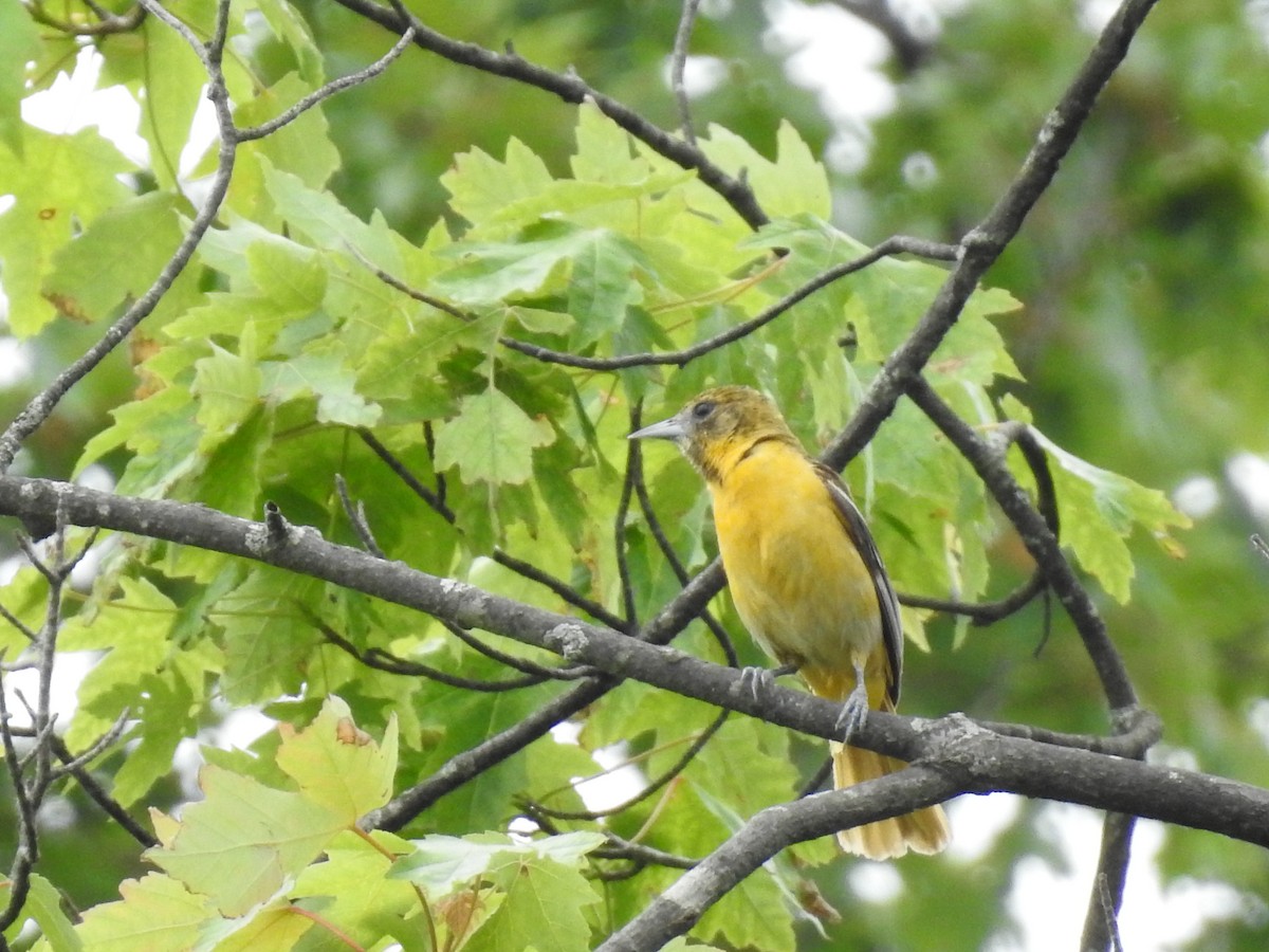 Orchard Oriole - ML620184518