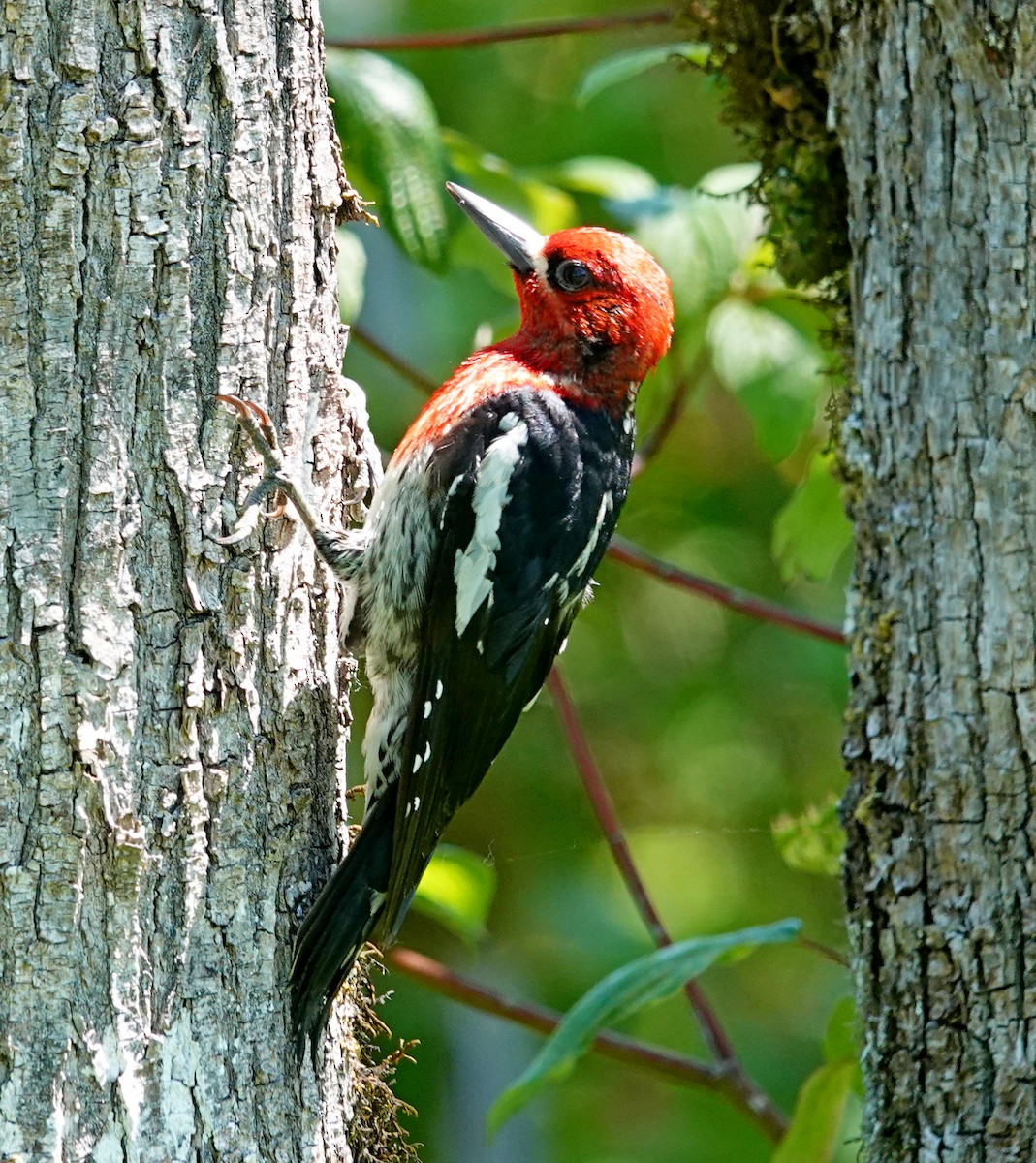 Red-breasted Sapsucker - ML620184523