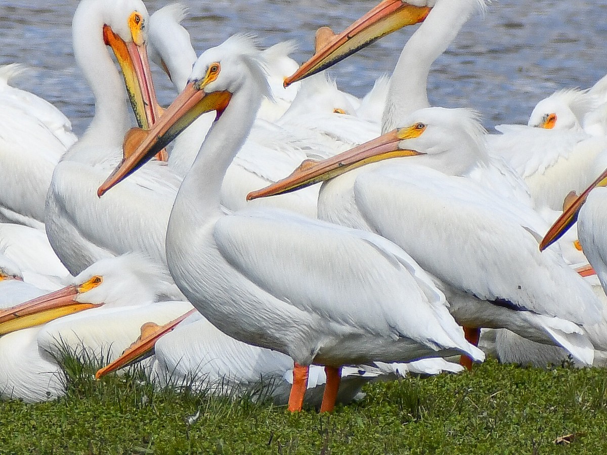 American White Pelican - ML620184532