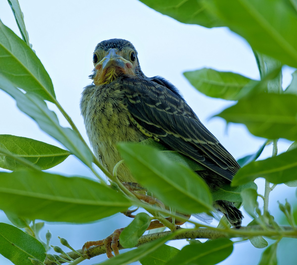 Red-winged Blackbird - Craig Becker