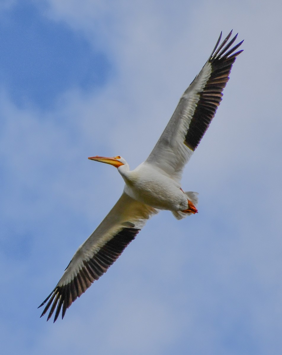 American White Pelican - ML620184534