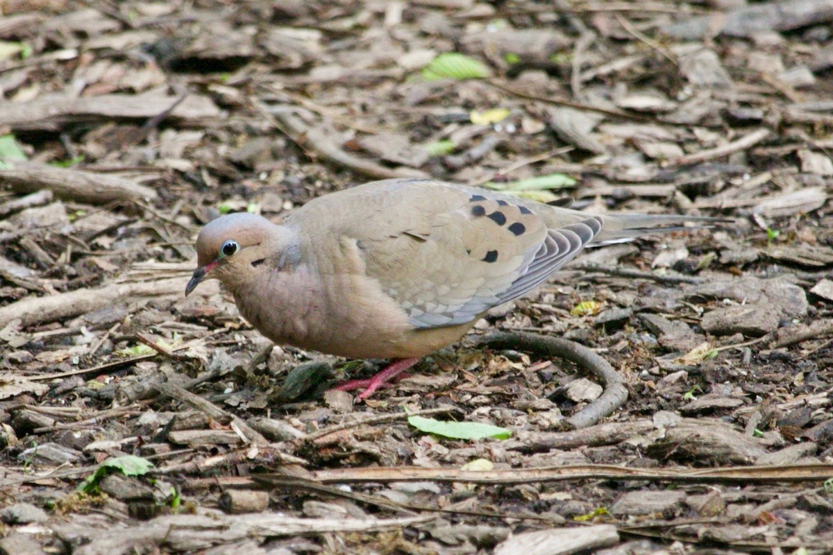 Mourning Dove - ML620184542