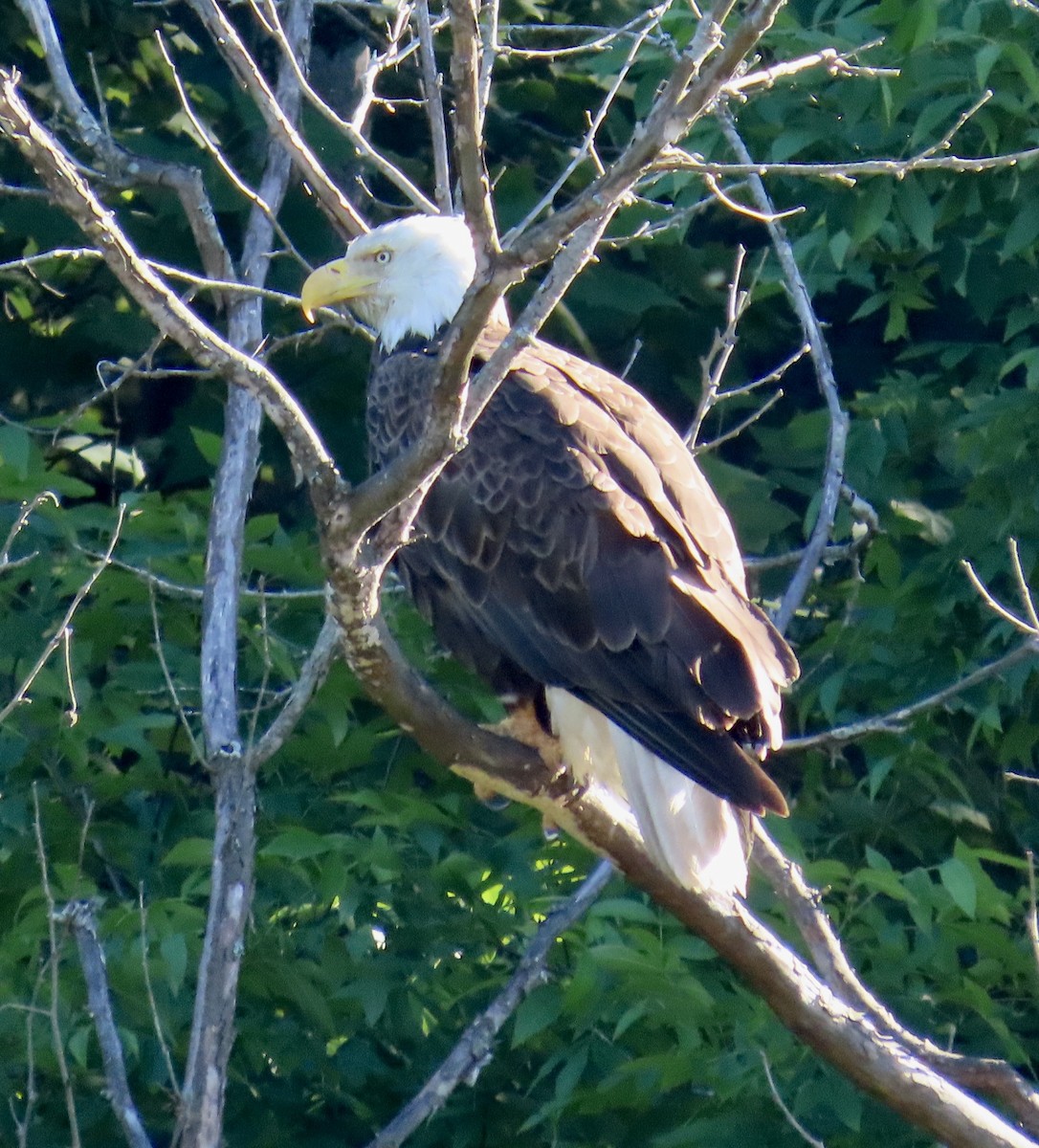 Weißkopf-Seeadler - ML620184545