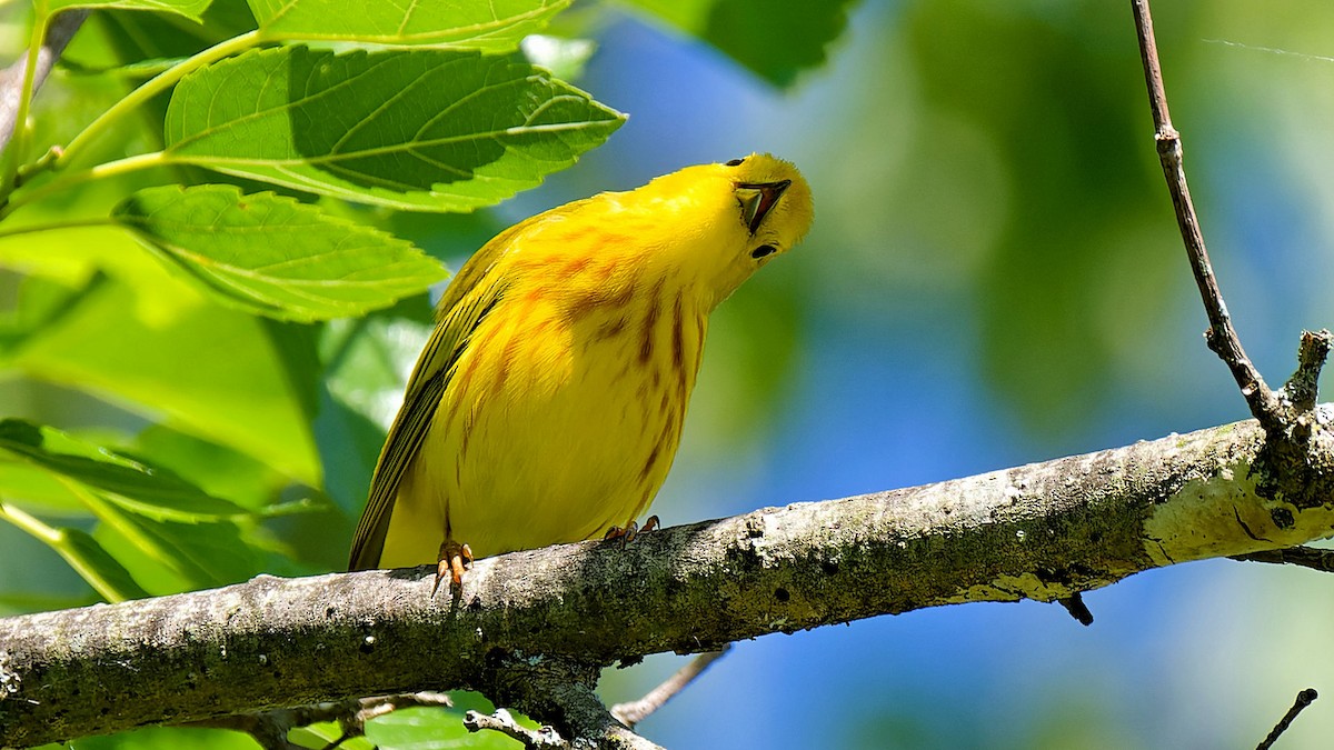 Yellow Warbler - ML620184546