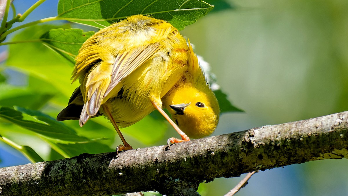 Paruline jaune - ML620184547