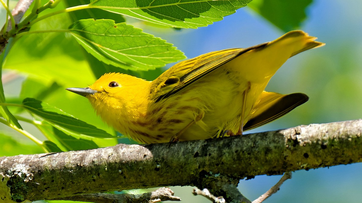 Yellow Warbler - ML620184548