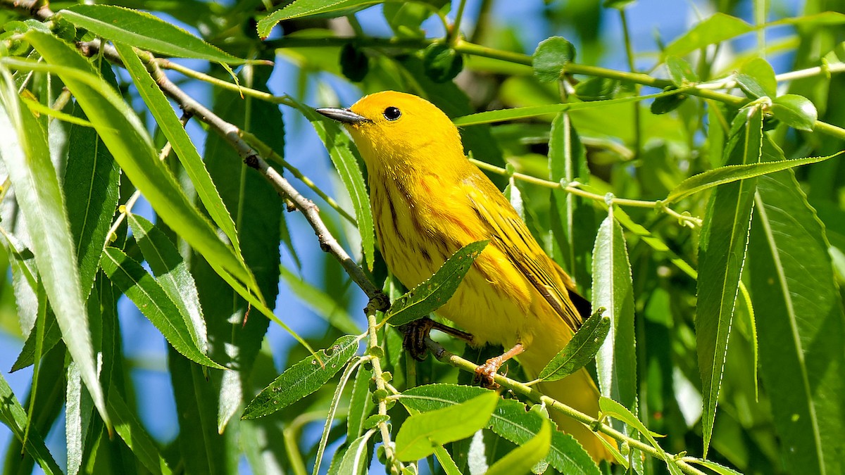 Goldwaldsänger - ML620184549