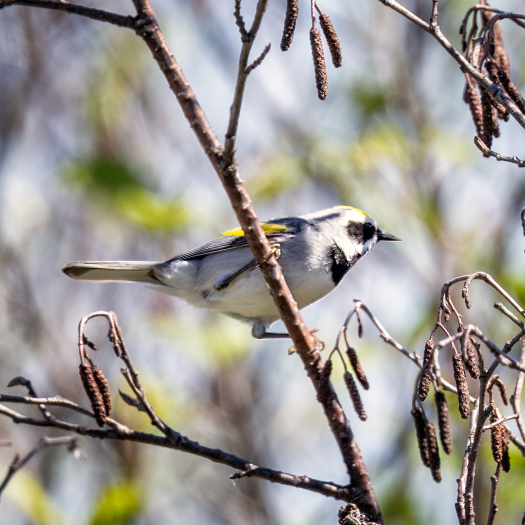 Golden-winged Warbler - ML620184553