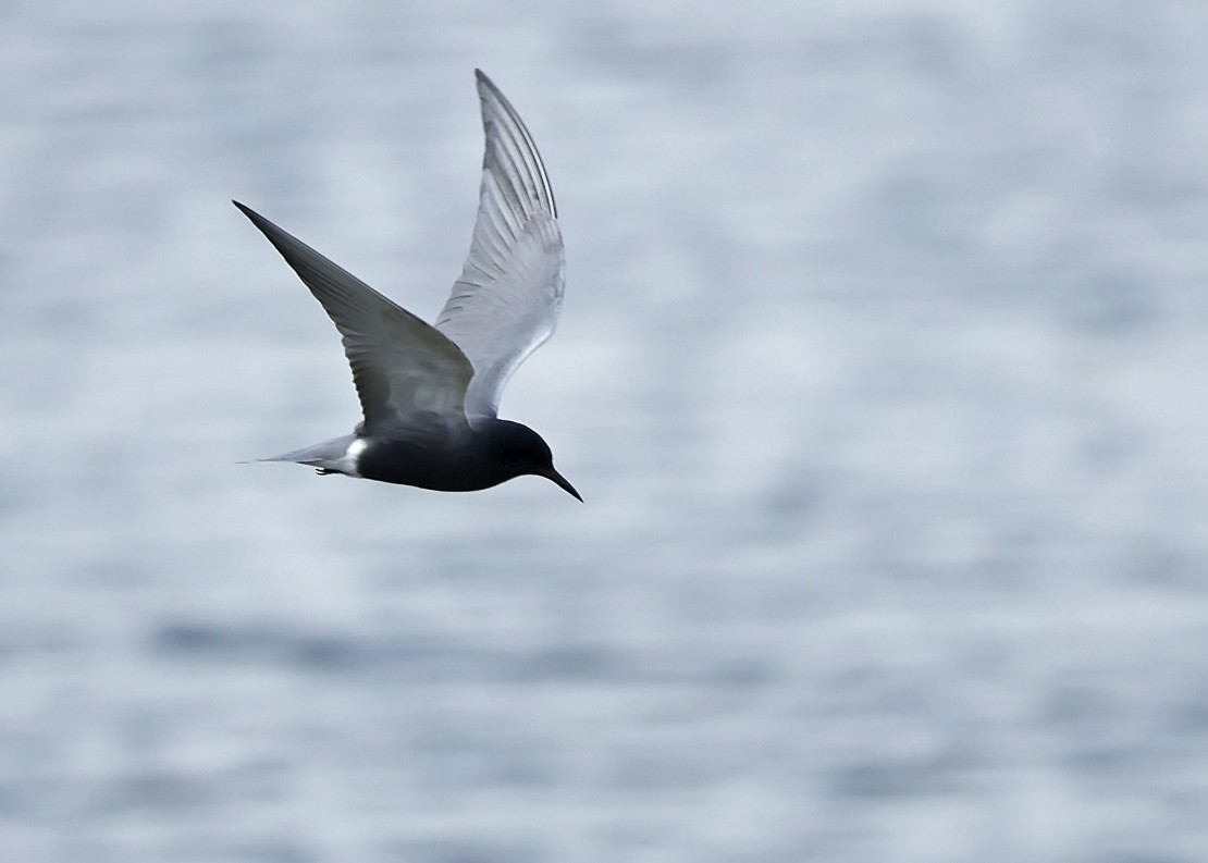 Black Tern - Ken Pride