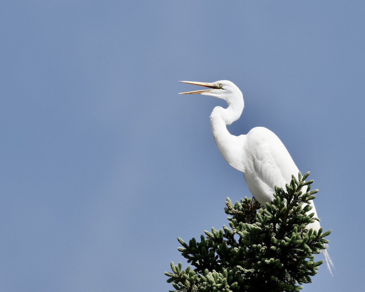 Great Egret - ML620184558