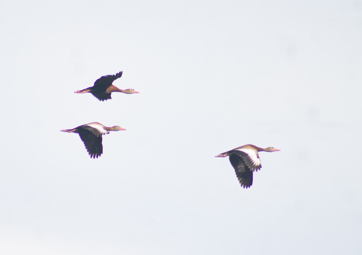 Black-bellied Whistling-Duck - ML620184567